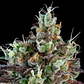 Sour Ripper  Fem X3-Ripper Seeds - Miniatura 2