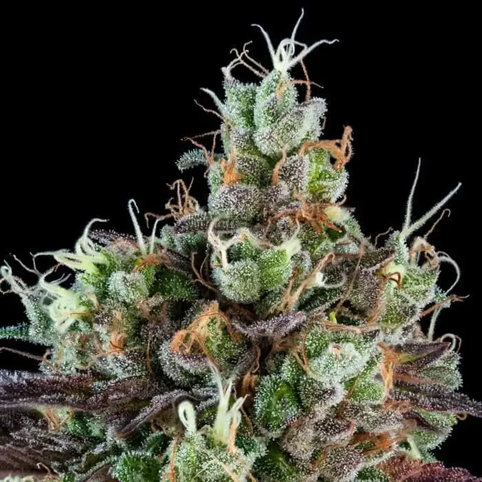 Sour Ripper  Fem X3-Ripper Seeds 2