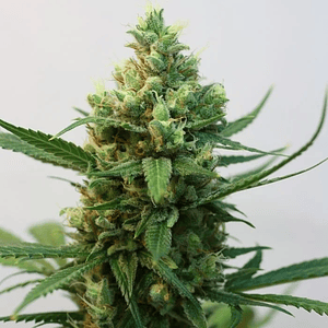 Toxic Fem X3-Ripper Seeds