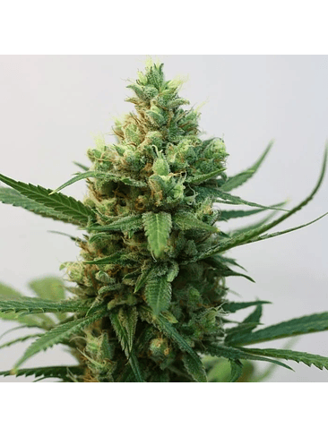 TOXIC FEM X3-RIPPER SEEDS 2