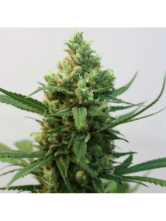 TOXIC FEM X3-RIPPER SEEDS 2