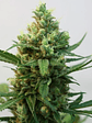 TOXIC FEM X3-RIPPER SEEDS - Miniatura 2