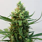 Toxic Fem X3-Ripper Seeds - Miniatura 2