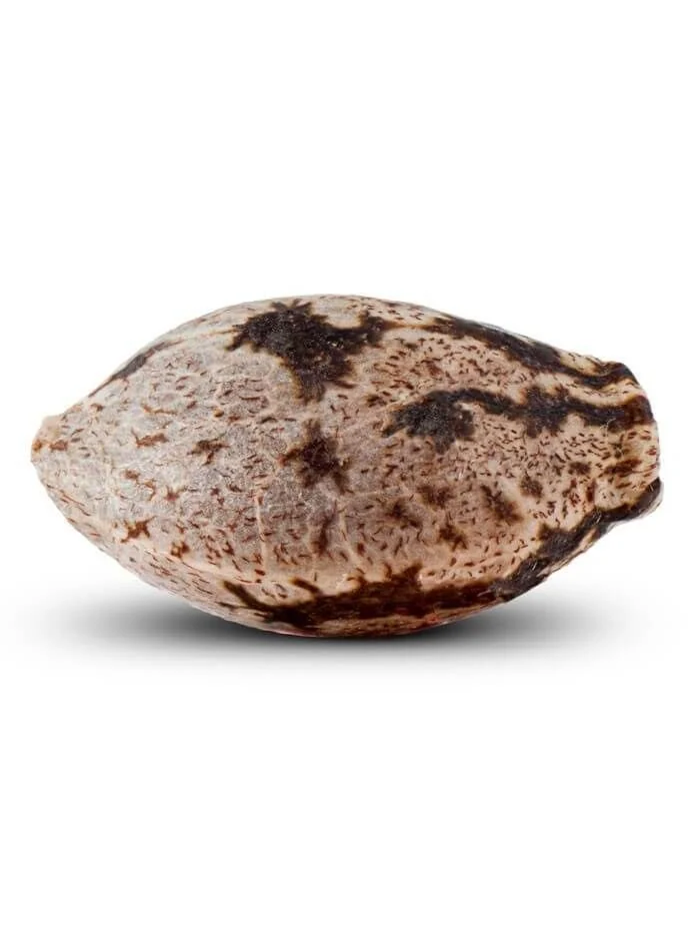 Washing Machine Fem -Ripper Seeds (X3/X1) 2