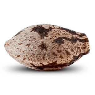 WASHING MACHINE  FEM X3-RIPPER SEEDS