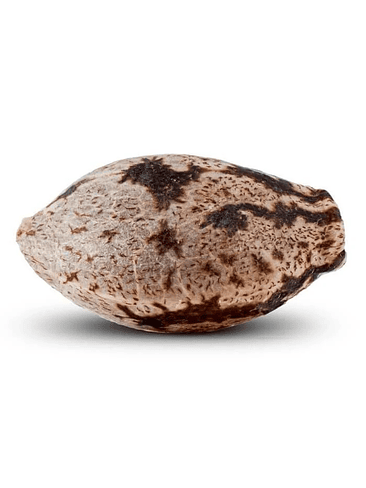 WASHING MACHINE  FEM X3-RIPPER SEEDS 2