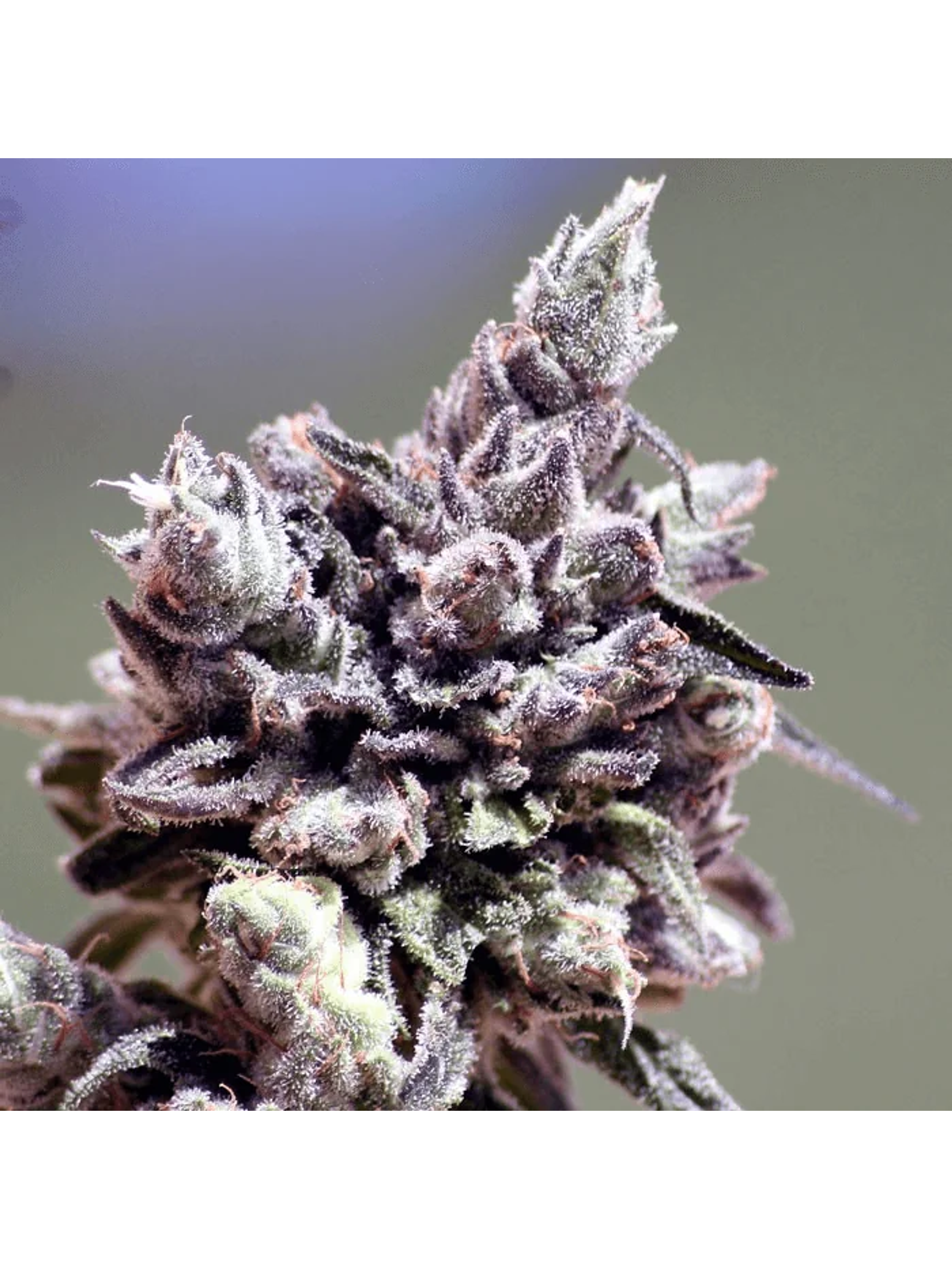 Washing Machine Fem -Ripper Seeds (X3/X1) 3