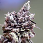 Washing Machine Fem -Ripper Seeds (X3/X1) - Miniatura 3