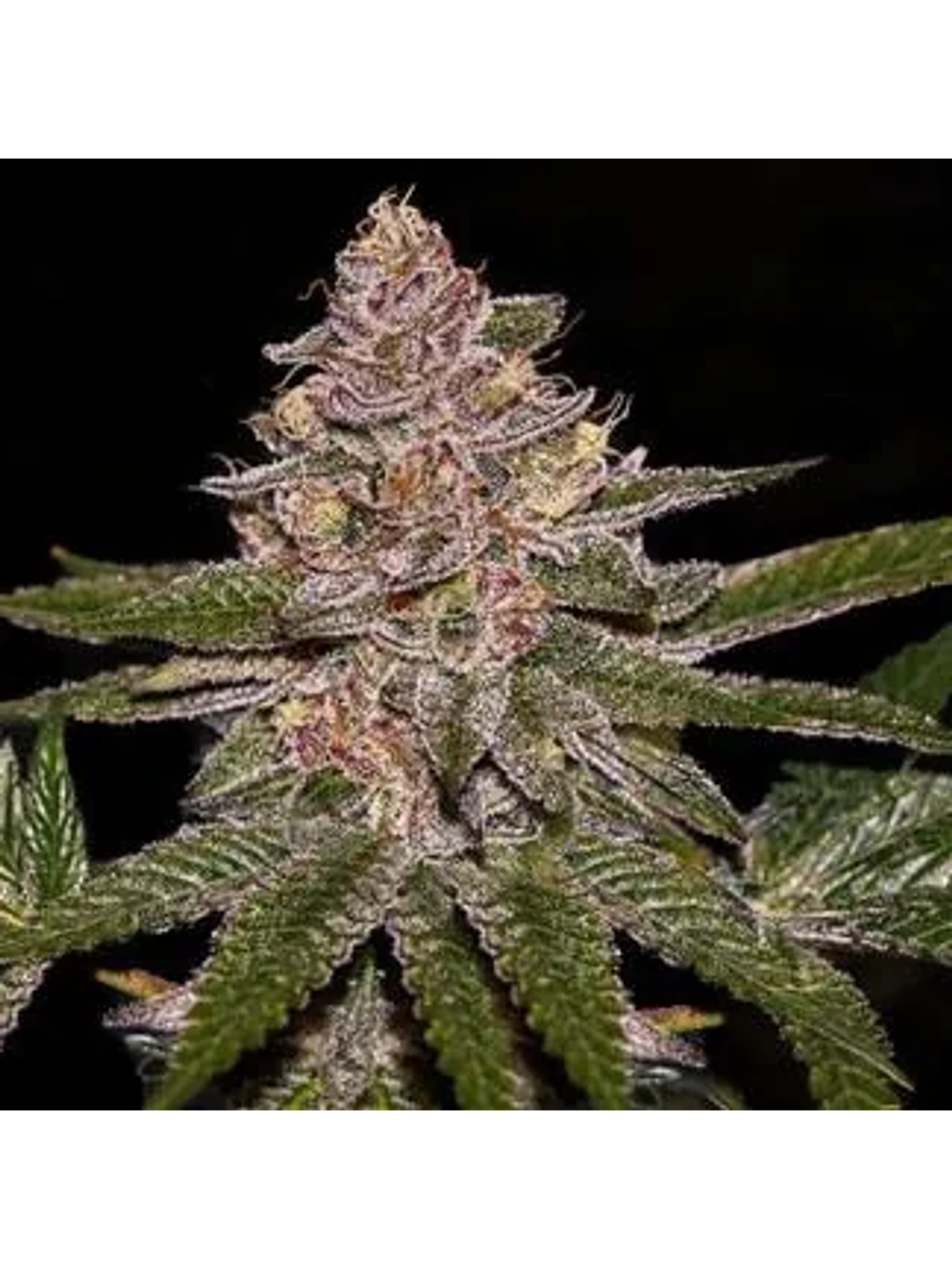 Radical Juice Fem X3-Ripper Seeds 1