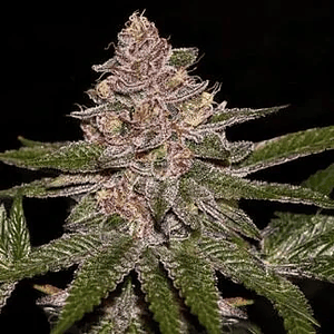 Radical Juice Fem X3-Ripper Seeds