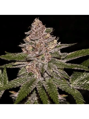 RADICAL JUICE FEM X3-RIPPER SEEDS 1