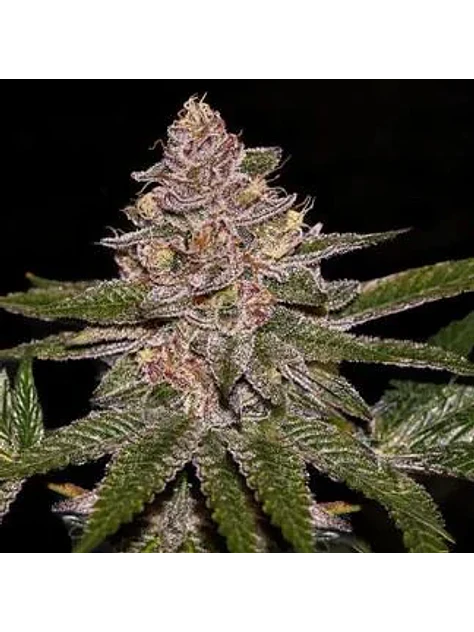 Radical Juice Fem X3-Ripper Seeds 1