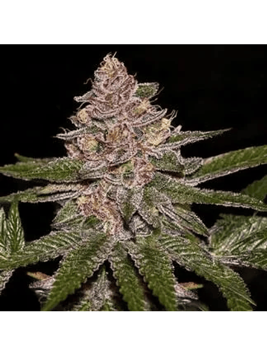 RADICAL JUICE FEM X3-RIPPER SEEDS 1
