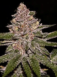 RADICAL JUICE FEM X3-RIPPER SEEDS - Miniatura 1