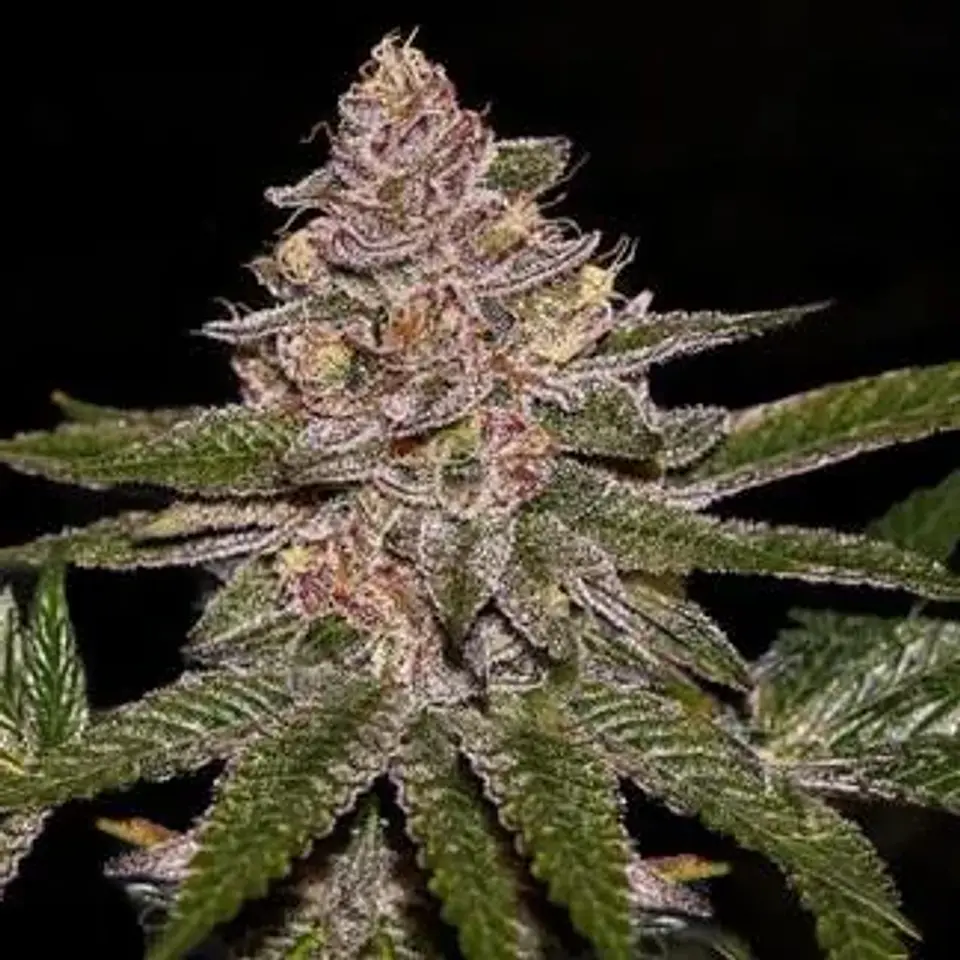 Radical Juice Fem X3-Ripper Seeds 1