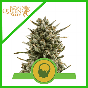 AMNESIA HAZE AUTO X3-ROYAL QUEEN