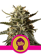 Bubblegum Xl Fem X1-Royal Queen Seeds - Miniatura 1