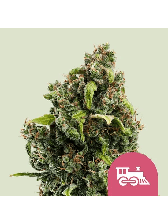 CANDY KUSH EXPRESS FAST FEM X100-ROYAL QUEEN SEEDS 1