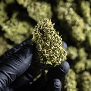 Chocolate Haze Fem X1-Royal Queen