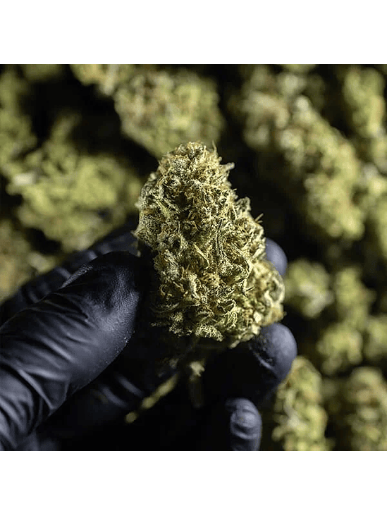 CHOCOLATE HAZE FEM X1-ROYAL QUEEN 2