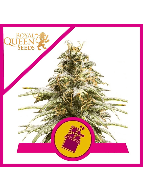 CHOCOLATE HAZE FEM X1-ROYAL QUEEN 1