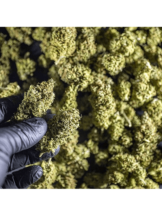 CHOCOLATE HAZE FEM X1-ROYAL QUEEN 4