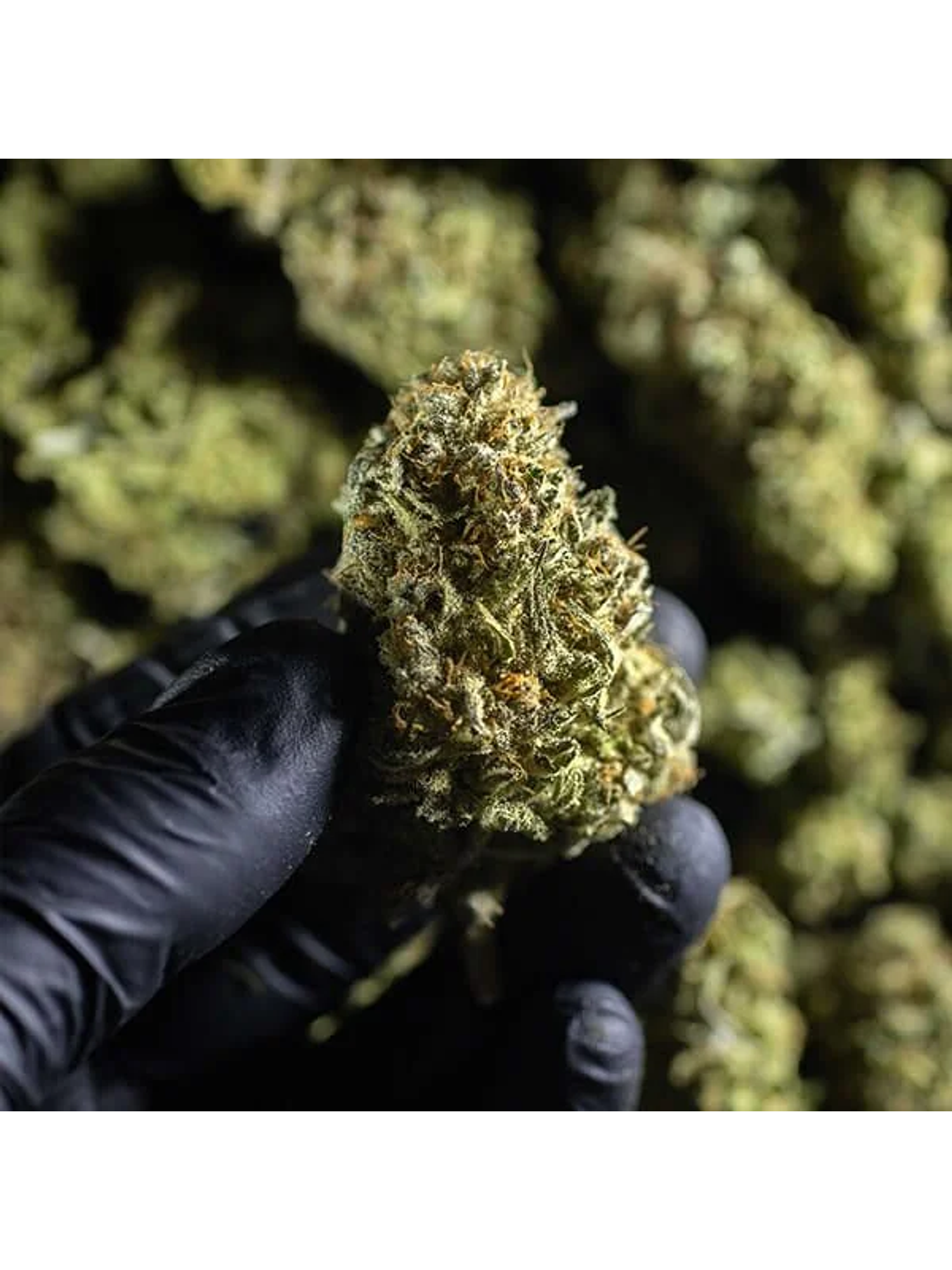 Chocolate Haze Fem -Royal Queen (X3/X1) 2