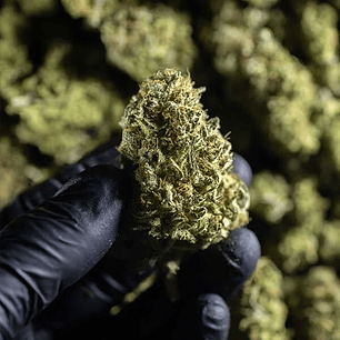 CHOCOLATE HAZE FEM X3-ROYAL QUEEN