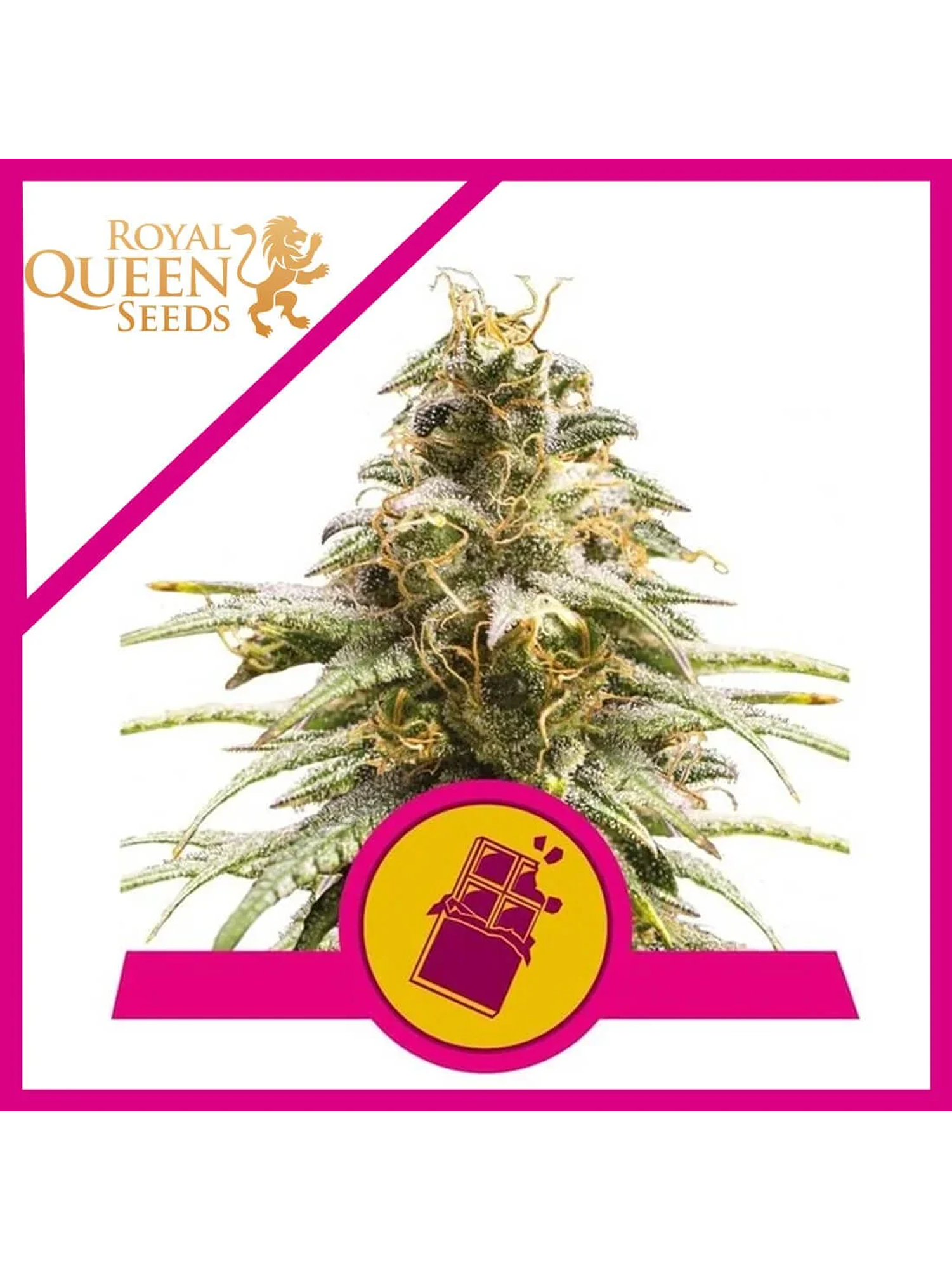 Chocolate Haze Fem -Royal Queen (X3/X1) 1