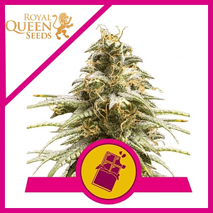 Chocolate Haze Fem X3-Royal Queen