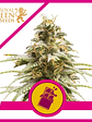 CHOCOLATE HAZE FEM X3-ROYAL QUEEN - Miniatura 1