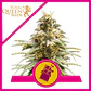 Chocolate Haze Fem -Royal Queen (X3/X1) - Miniatura 1