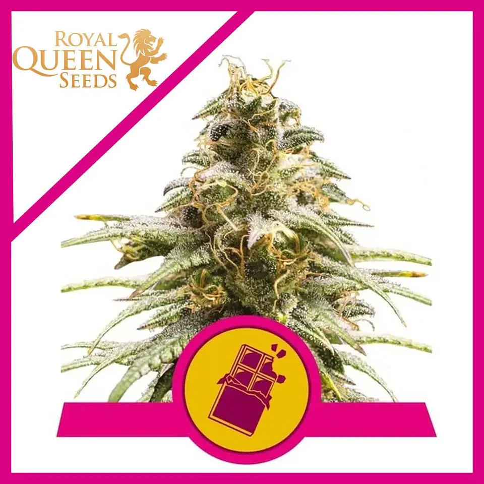 Chocolate Haze Fem -Royal Queen (X3/X1) 1
