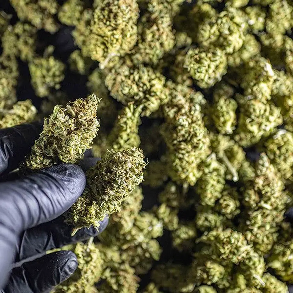 Chocolate Haze Fem -Royal Queen (X3/X1) 3