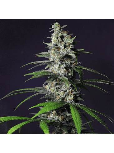 CHOCOLATE HAZE FEM X3-ROYAL QUEEN 4