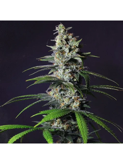 Chocolate Haze Fem -Royal Queen (X3/X1) 4