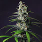 Chocolate Haze Fem -Royal Queen (X3/X1) - Miniatura 4