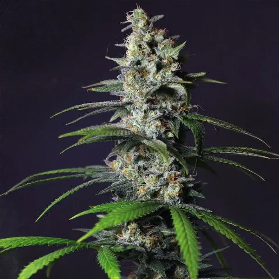 Chocolate Haze Fem -Royal Queen (X3/X1) 4