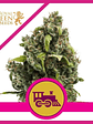 Candy Kush Express Fast Fem X3-Royal Queen - Miniatura 1