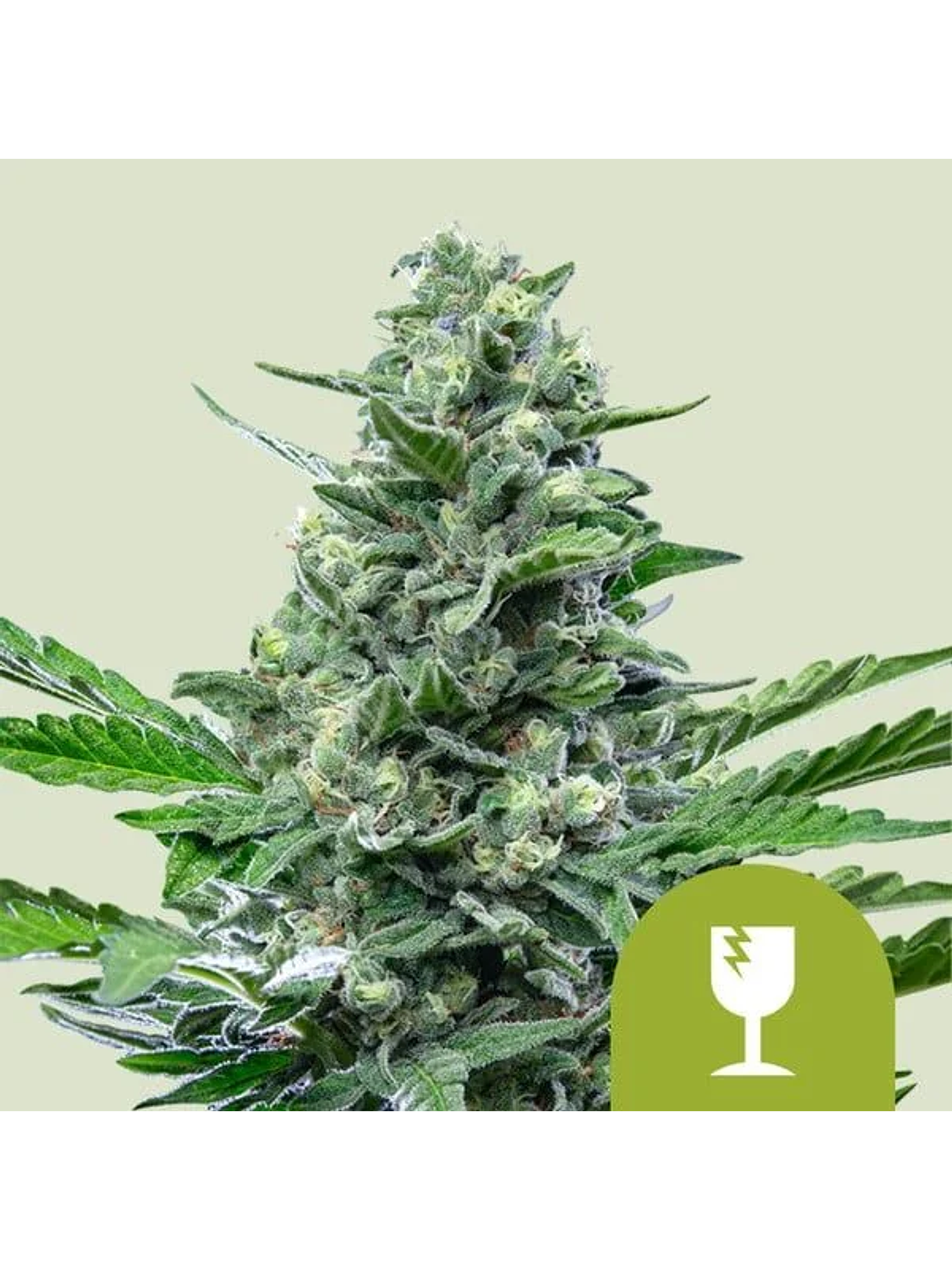 Royal Critical Auto -Royal Queen Seeds (X100/X10/X3/X1) 1
