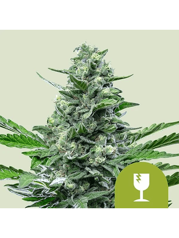 ROYAL CRITICAL AUTO X100-ROYAL QUEEN SEEDS 1