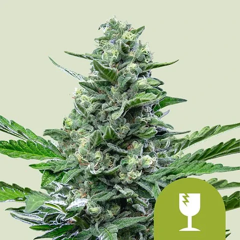 Royal Critical Auto -Royal Queen Seeds (X100/X10/X3/X1)