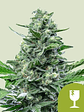 Royal Critical Auto -Royal Queen Seeds (X100/X1) - Miniatura 1