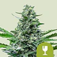 Royal Critical Auto -Royal Queen Seeds (X100/X10/X3/X1) - Miniatura 1
