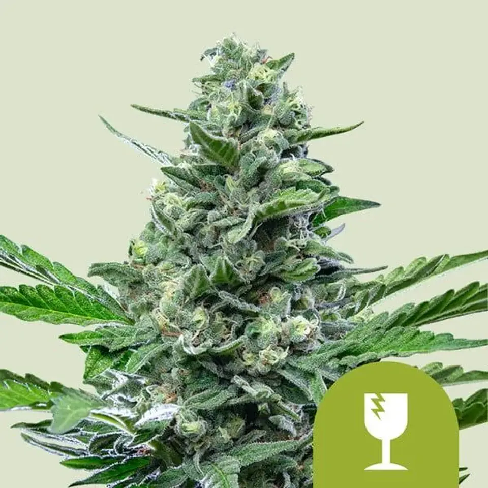 Royal Critical Auto -Royal Queen Seeds (X100/X10/X3/X1) 1