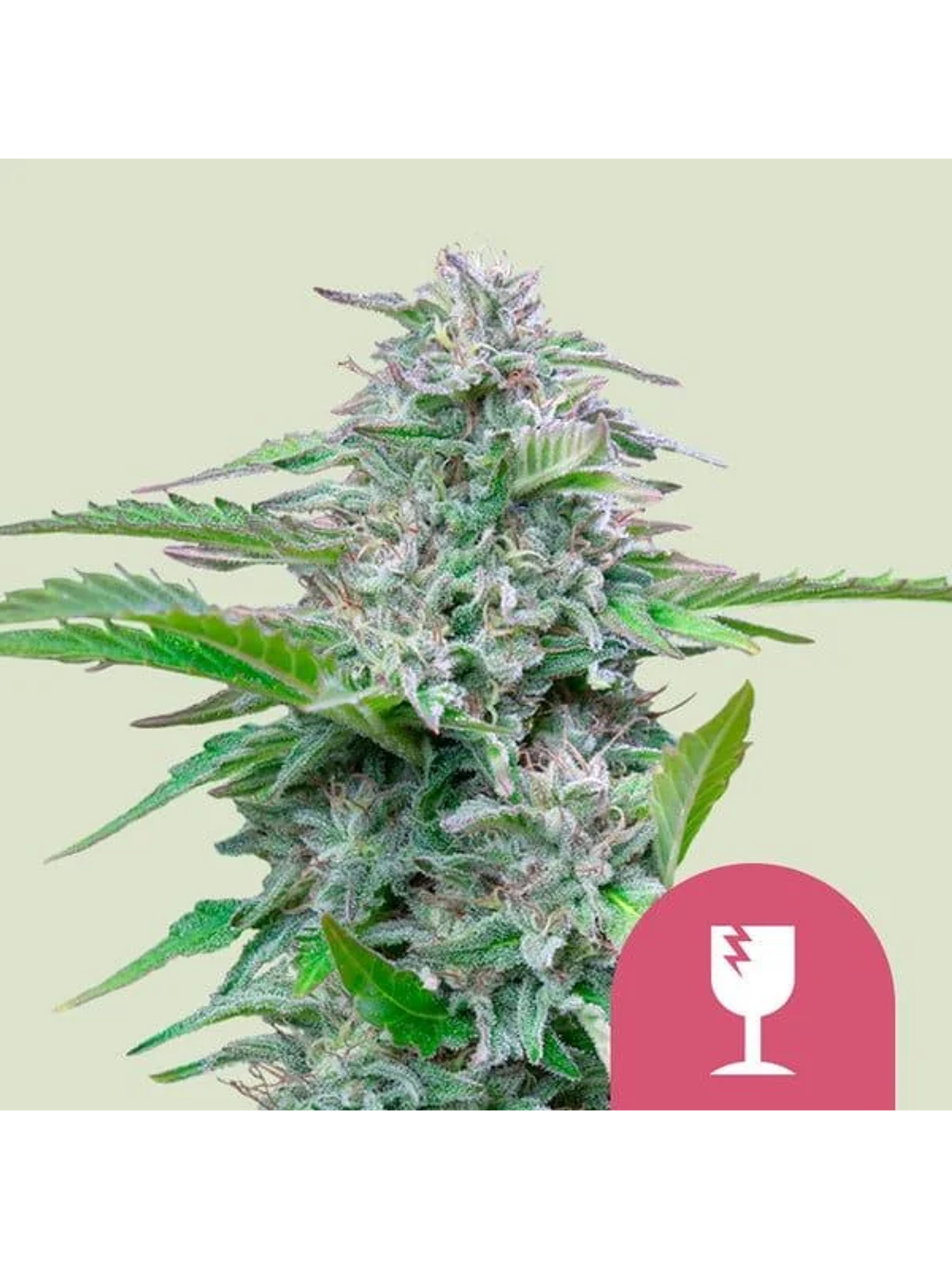 Critical Fem -Royal Queen Seeds (X100/X3) 1