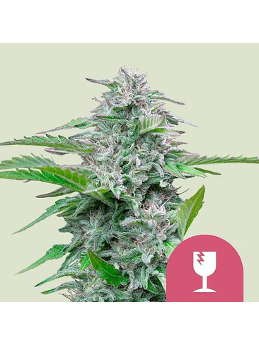 CRITICAL FEM X100-ROYAL QUEEN SEEDS 1