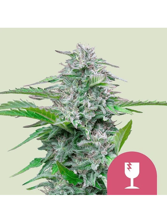CRITICAL FEM X100-ROYAL QUEEN SEEDS 1