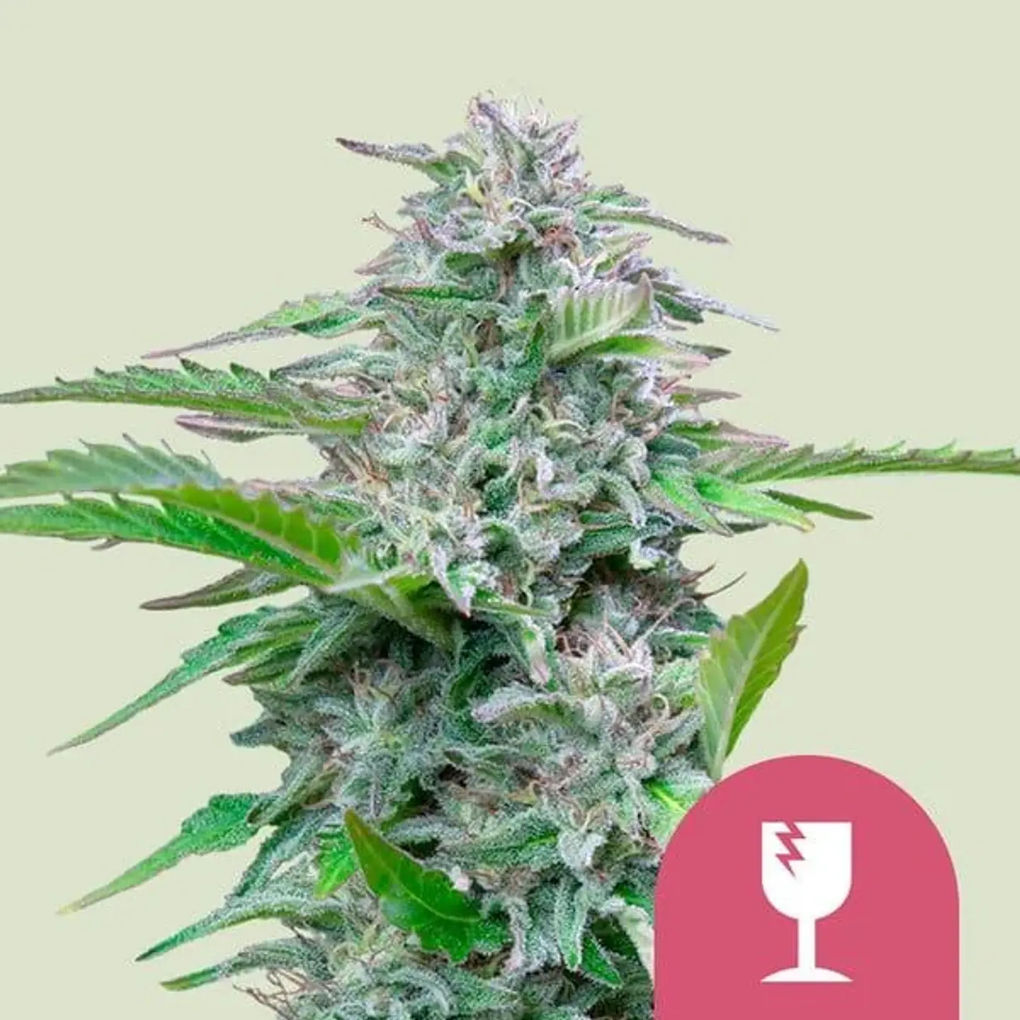 Critical Fem -Royal Queen Seeds (X100/X3) 1