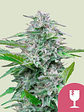 Critical Fem X100-Royal Queen Seeds - Miniatura 1